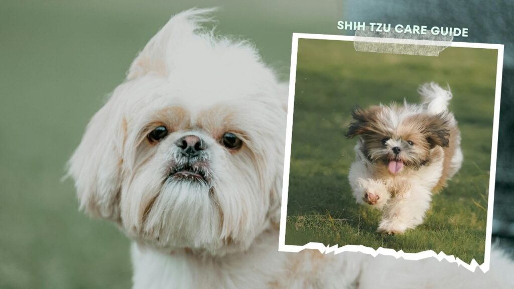 Shih Tzu Care Guide