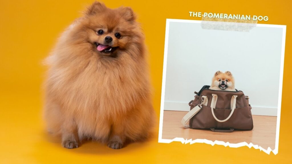 The Pomeranian Dog Breed