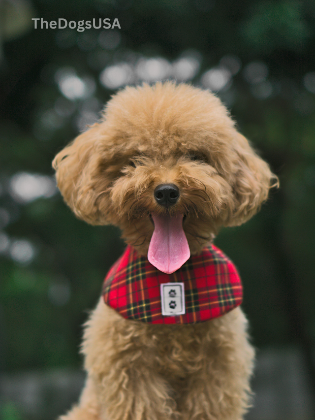 5 Fun Facts About Poodles