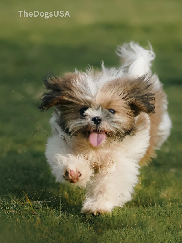 5 Fun Facts About Shih Tzu