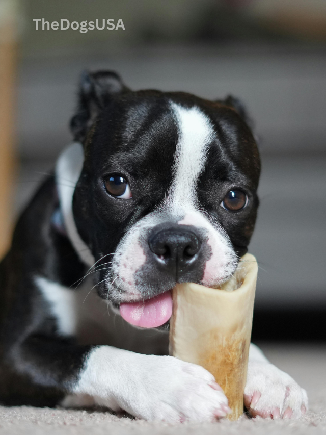 5 Fun Facts About Boston Terrier