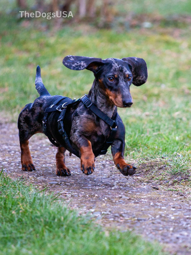 5 Fun Facts About Dachshund