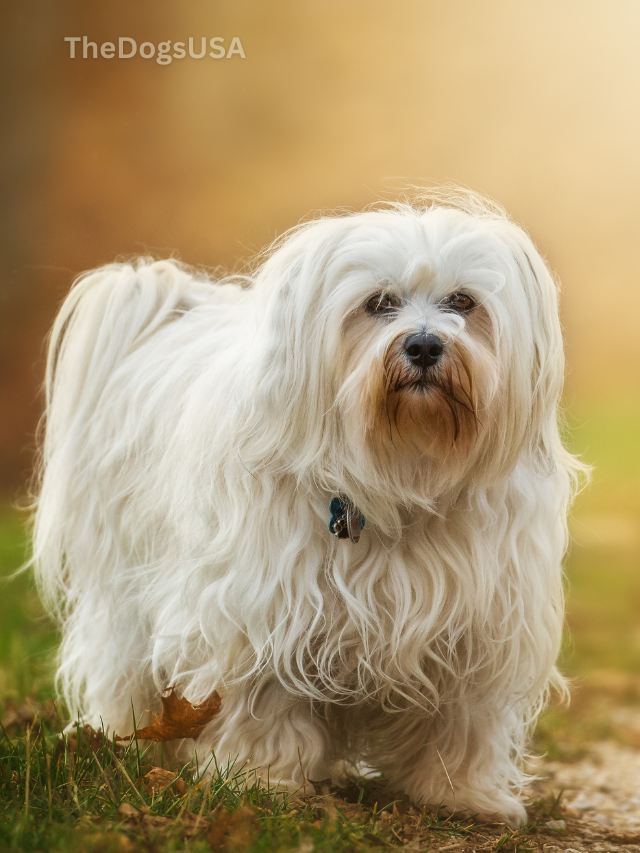 5 Fun Facts About Havanese
