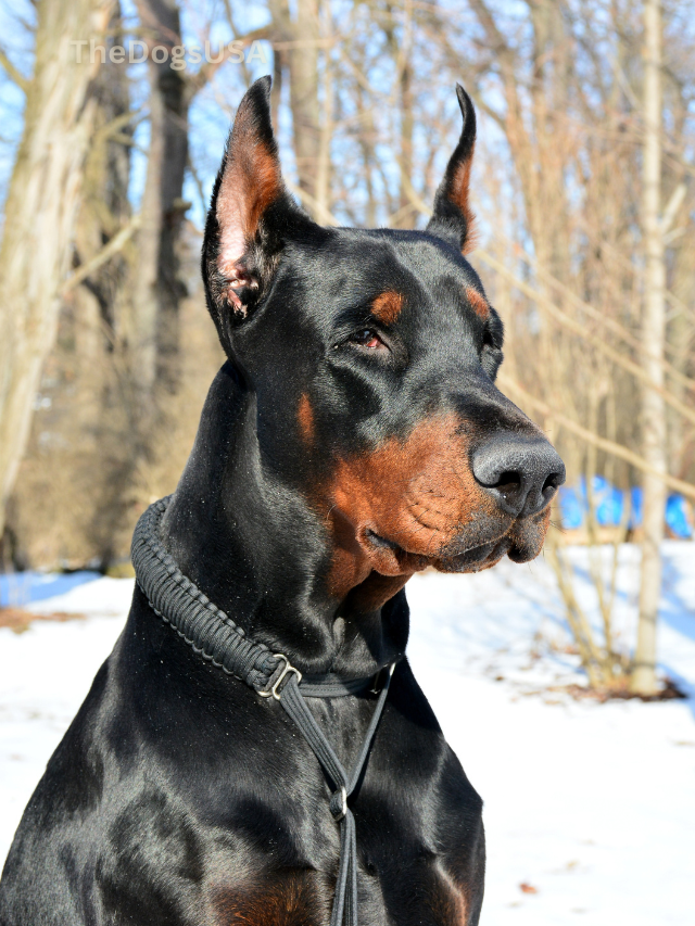 5 Fun Facts About Doberman