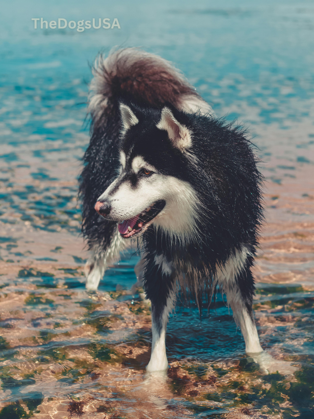 5 Fun Facts About Alaskan Malamute