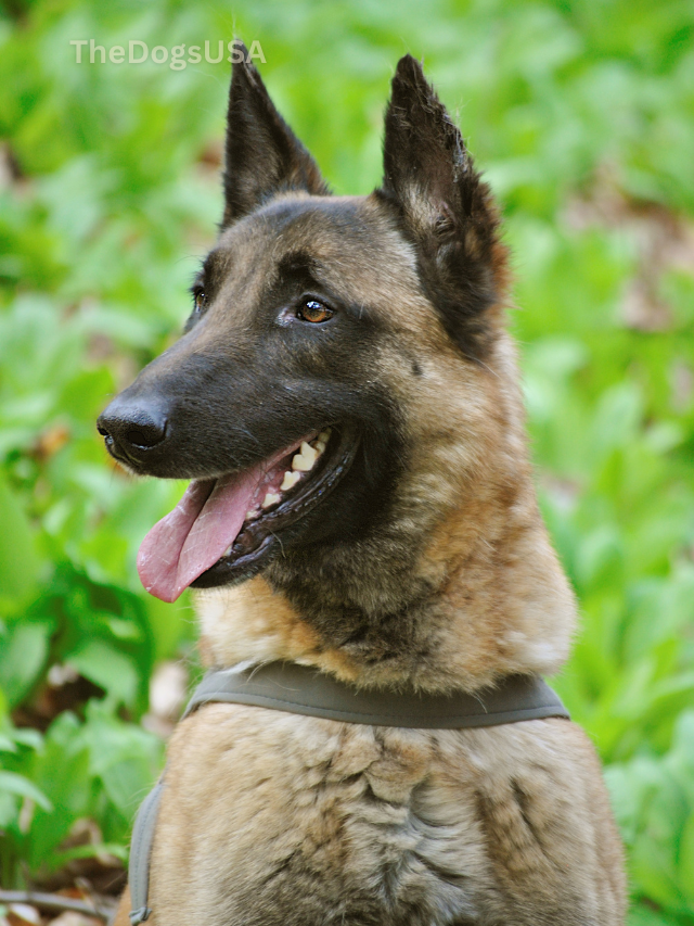 5 fun facts about belgian malinois