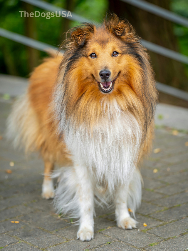 5 Fun Facts About Shetland Sheepdog