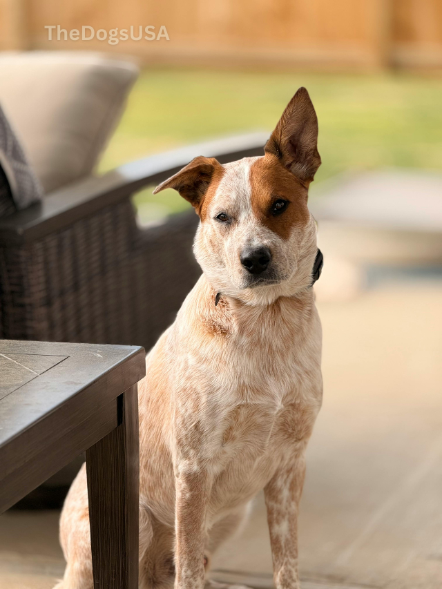5 Fun Facts About Australian Cattle Dog