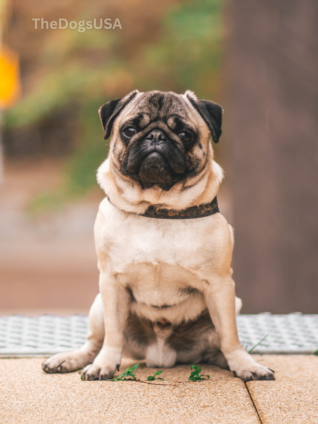5 Fun Facts About Pug