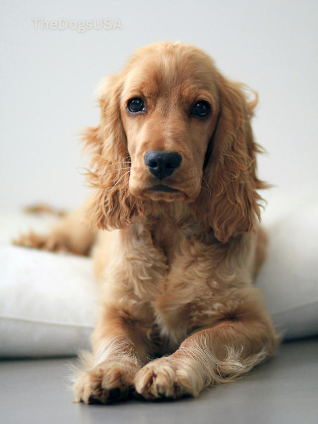 5 Fun Facts About English Cocker Spaniel