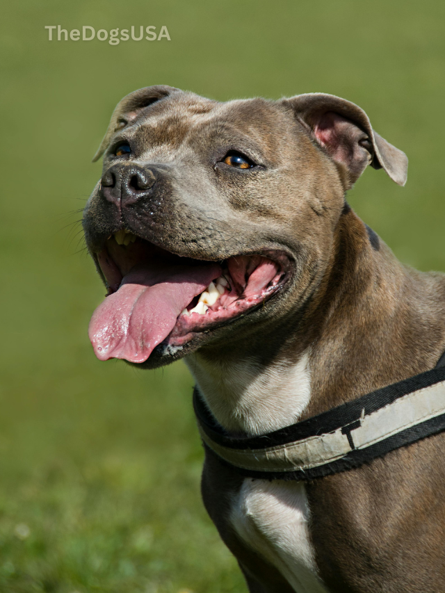 5 Fun Facts About American Staffordshire Terrier