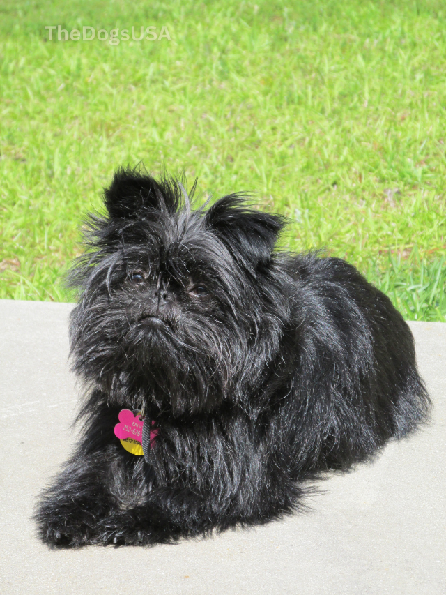 5 Fun Facts About Affenpinscher