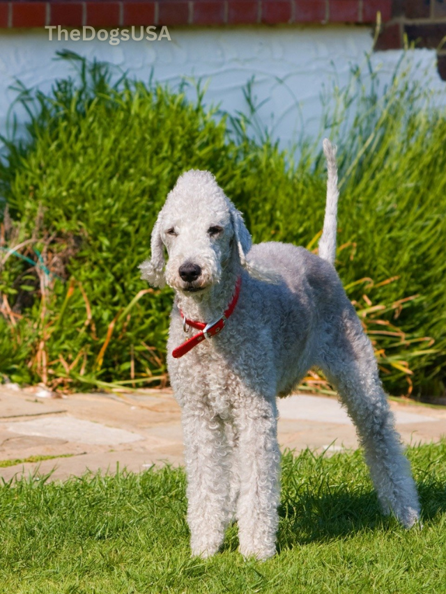 5 Fun Facts About Bedlington Terrier