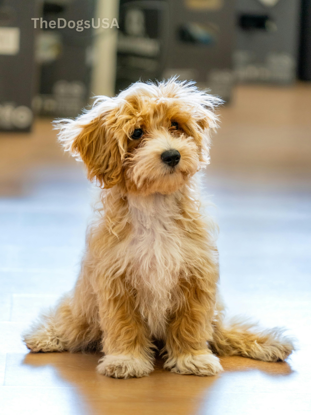 5 Fun Facts About maltipoo
