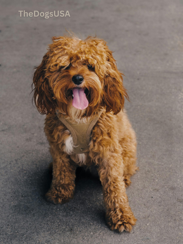 5 Fun Facts About cavapoo
