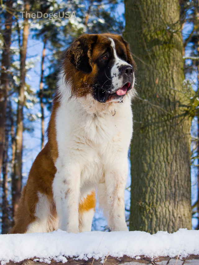 5 Fun Facts About St. Bernard