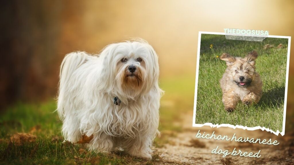bichon havanese dog breed