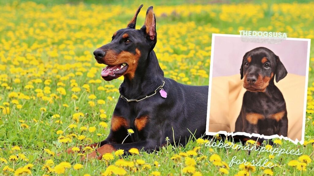 doberman puppies for sale