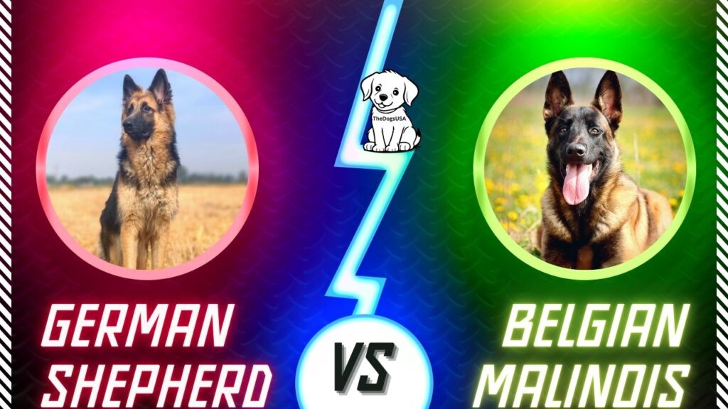 german shepherd vs belgian malinois