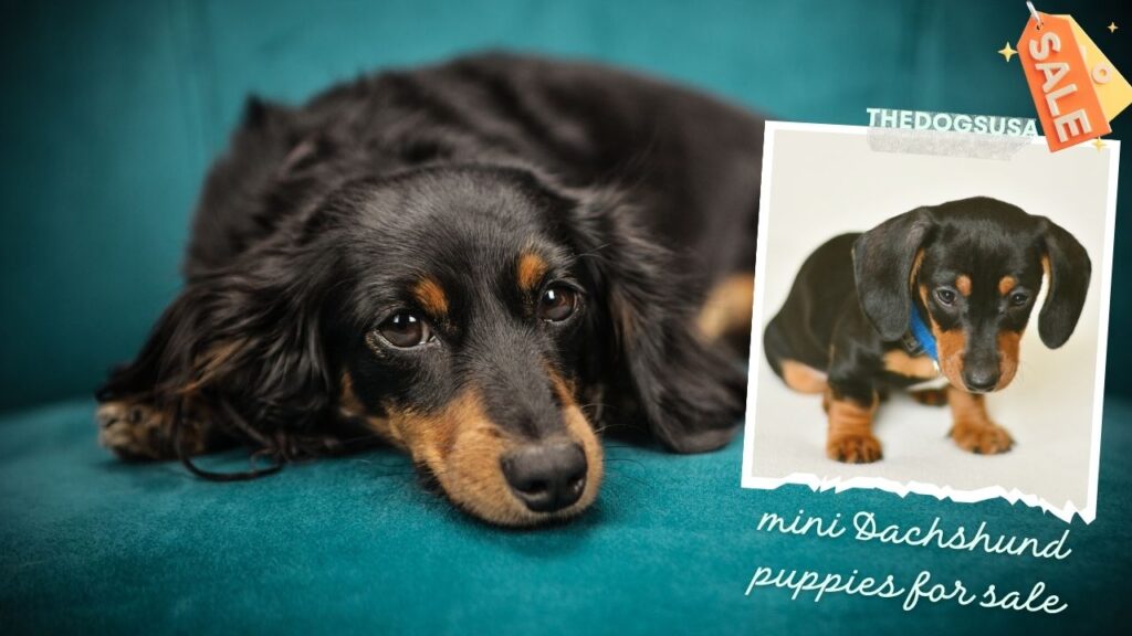 mini Dachshund puppies for sale