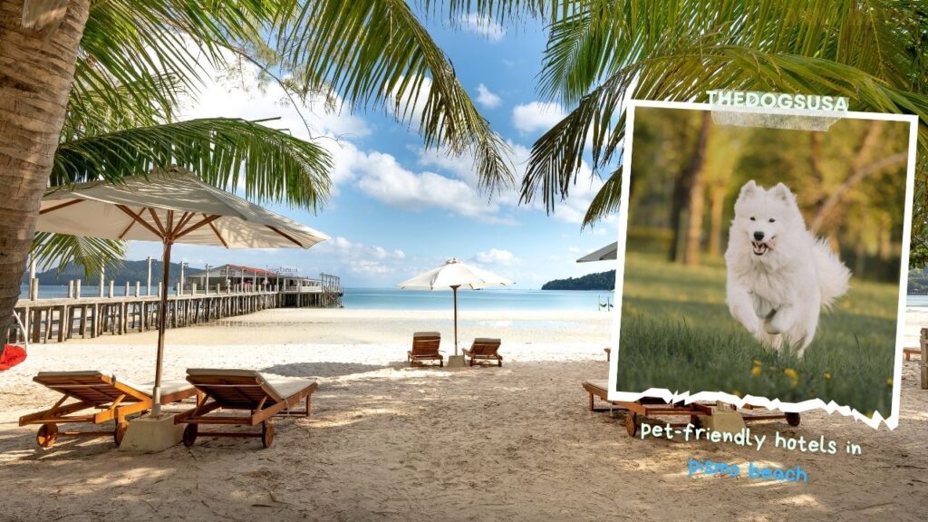 pet-friendly hotels in pismo beach