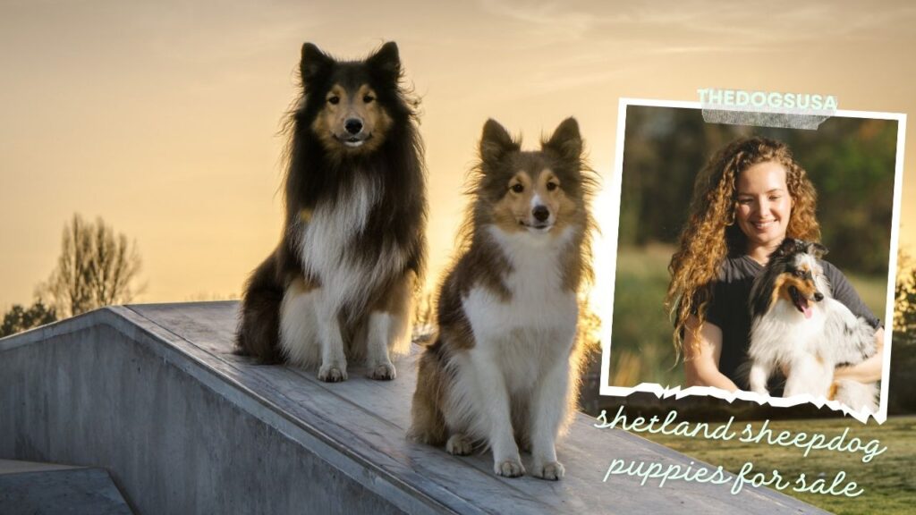 shetland sheepdog puppies for sale