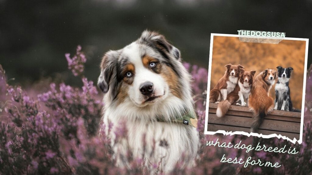 what dog breed is best for me