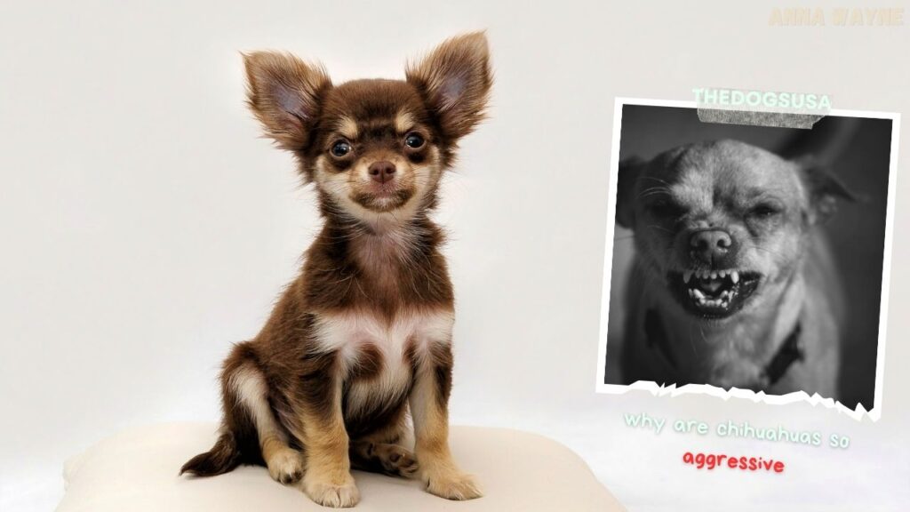 why are chihuahuas so aggressive