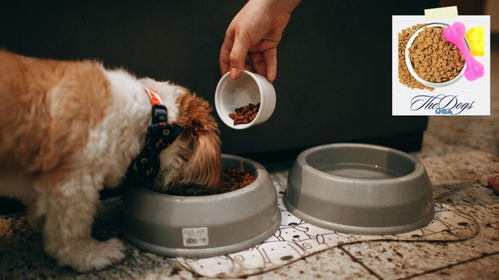 Affordable vs Premium Dog Food