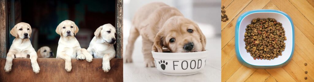 Affordable vs Premium Dog Food in 2025