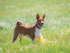 Best indoor dogs for apartments