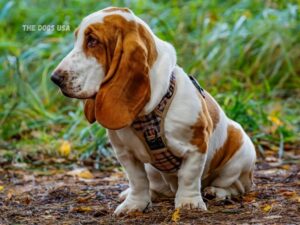 best dogs for apartments