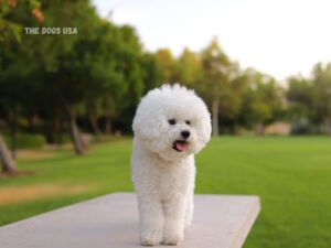  Best Dogs for Apartments in the USA