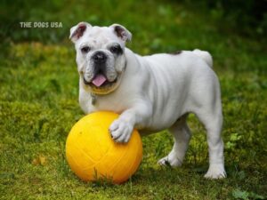  Best Dogs for Apartments in the USA