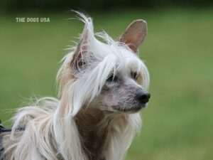 Dog breeds good for apartments