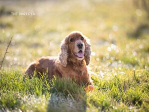 Best large dogs for apartments