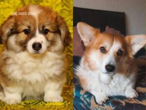 best dogs for apartments