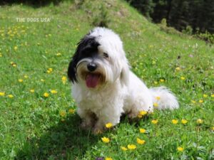 Dog breeds good for apartments