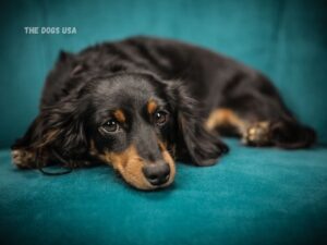 Best indoor dogs for apartments