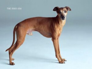 Dog breeds good for apartments