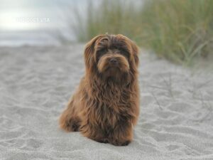  Best Dogs for Apartments in the USA