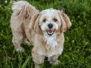 Dog breeds good for apartments