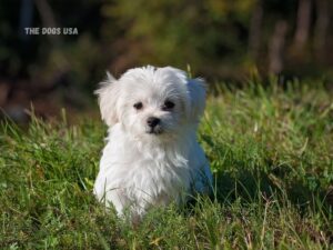  Best Dogs for Apartments in the USA