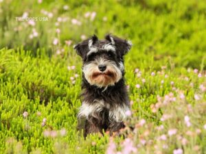 Best indoor dogs for apartments