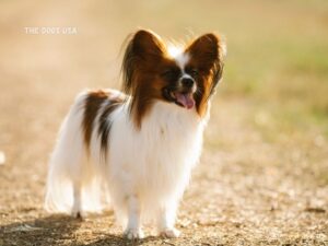  Best Dogs for Apartments in the USA