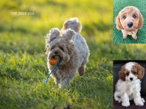 Best indoor dogs for apartments