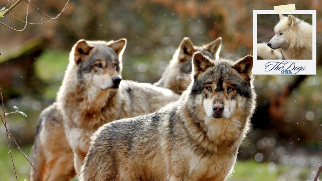 The Evolution of Dogs From Wolves