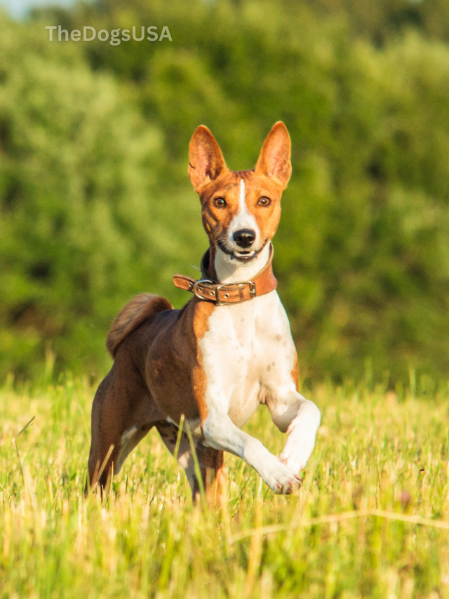 5 Fun Facts About Basenji