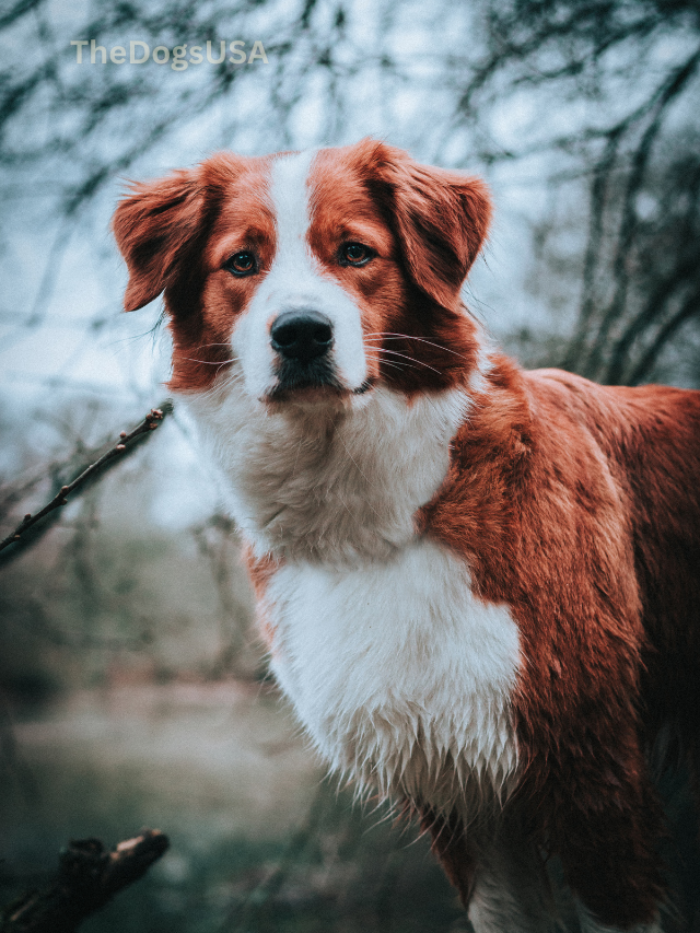 5 Fun Facts About Brittany Spaniel
