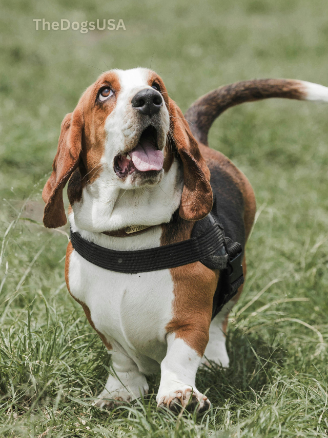 5 Fun Facts About Basset Hound
